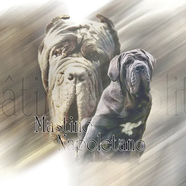 Dessin de matin de naples, motif 197-01 pour plaque attention au chien