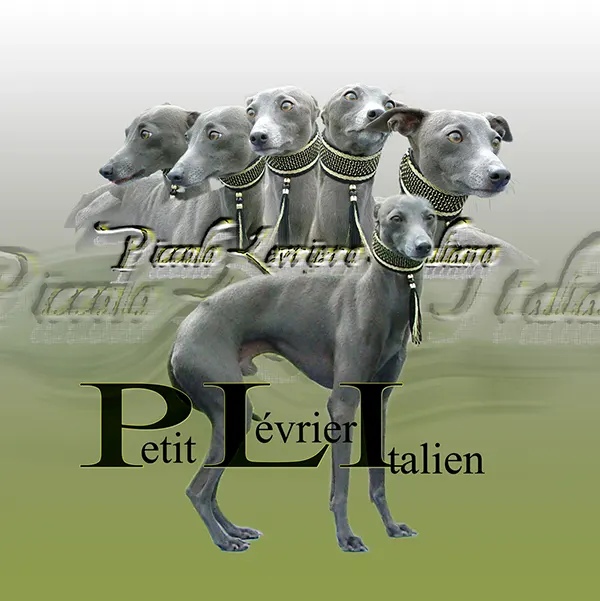 Dessin de petit lévrier italien, motif 200-01 pour plaque attention au chien