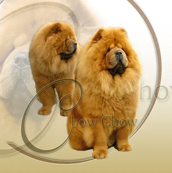 Dessin de chow chow, motif 205-01 pour plaque attention au chien