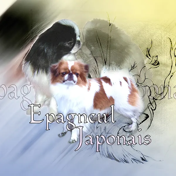 Dessin de épagneul japonais chin, motif 206-01 pour plaque attention au chien