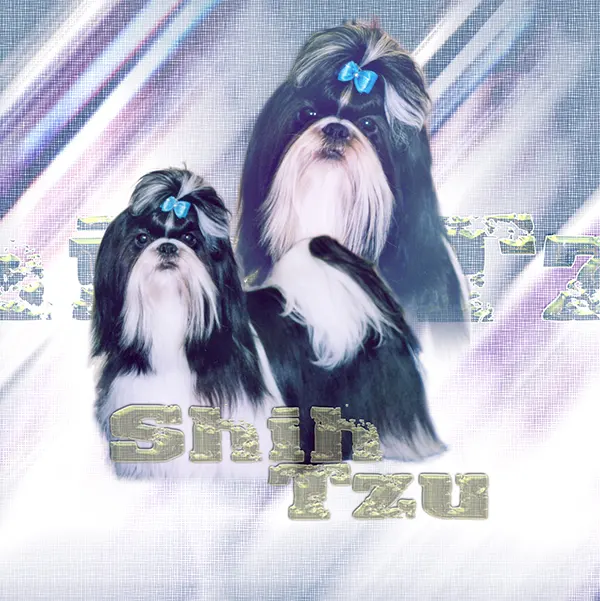 Dessin de shih tzu, motif 208-01 pour plaque attention au chien