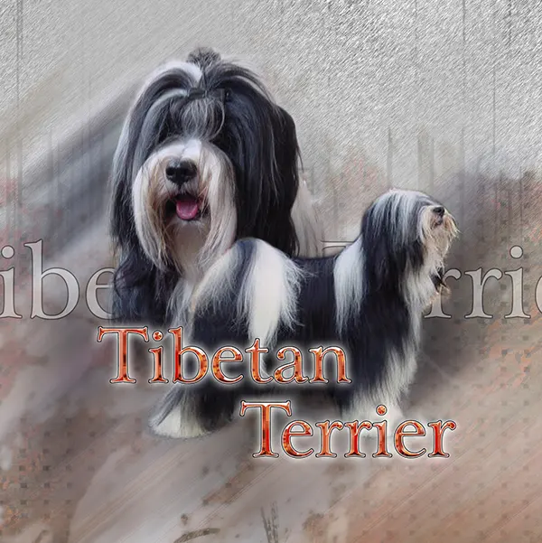 Dessin de terrier tibétain, motif 209-01 pour plaque attention au chien
