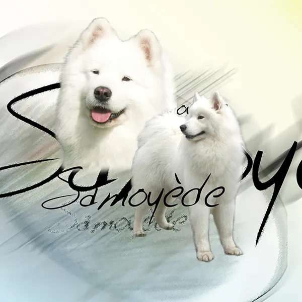Dessin de samoyède, motif 212-01 pour plaque attention au chien
