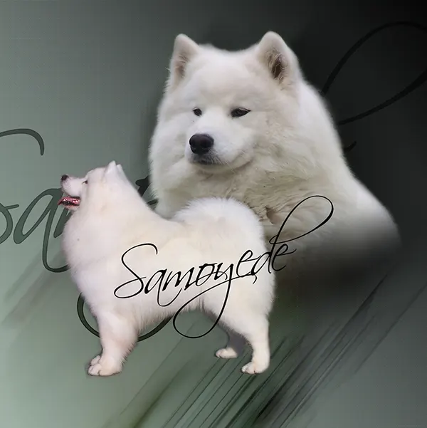Dessin de chien samoyède, motif 212-02 pour plaque attention au chien