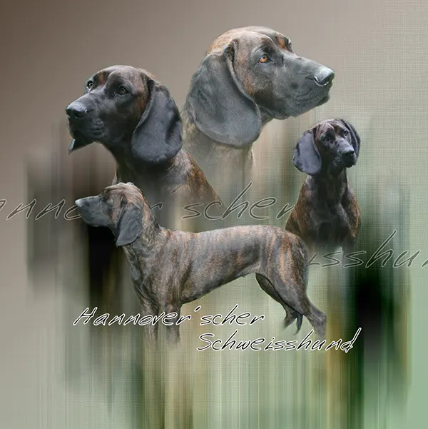 Dessin de chien rouge de hannovre, motif 213-01 pour plaque attention au chien