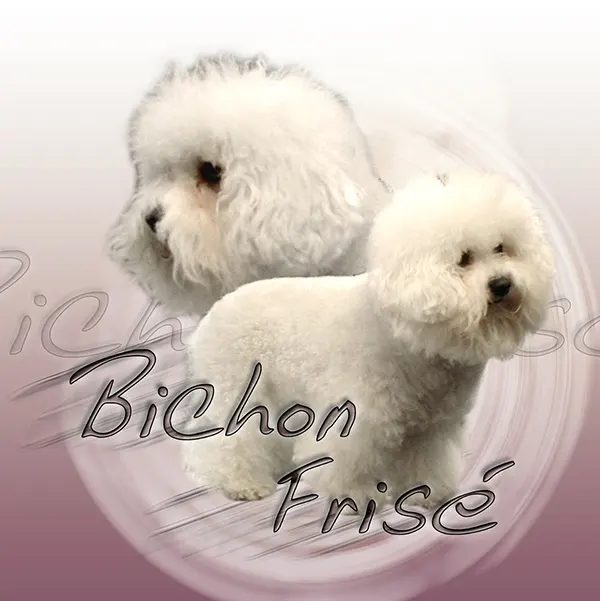 Dessin de bichon frisé, motif 215-01 pour plaque attention au chien
