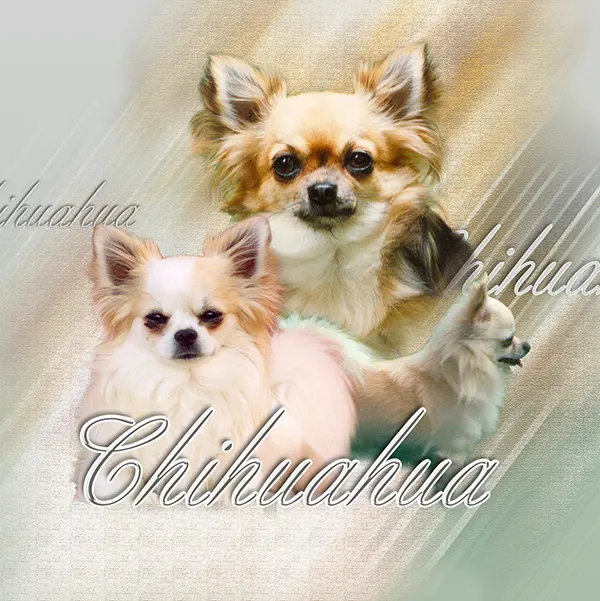 Dessin de chihuahua poil long, motif 218-01 pour plaque attention au chien