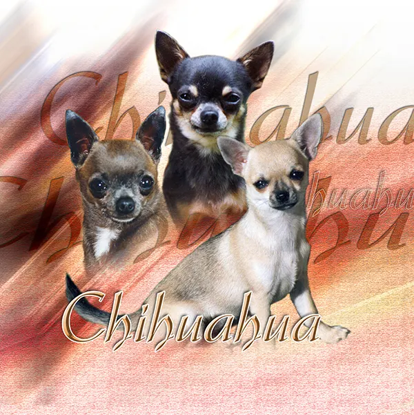 Dessin de chihuahua poil court, motif 218-02 pour plaque attention au chien