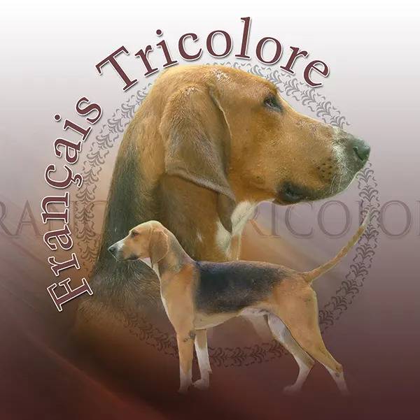 Dessin de chien français tricolore, motif 219-01 pour plaque attention au chien