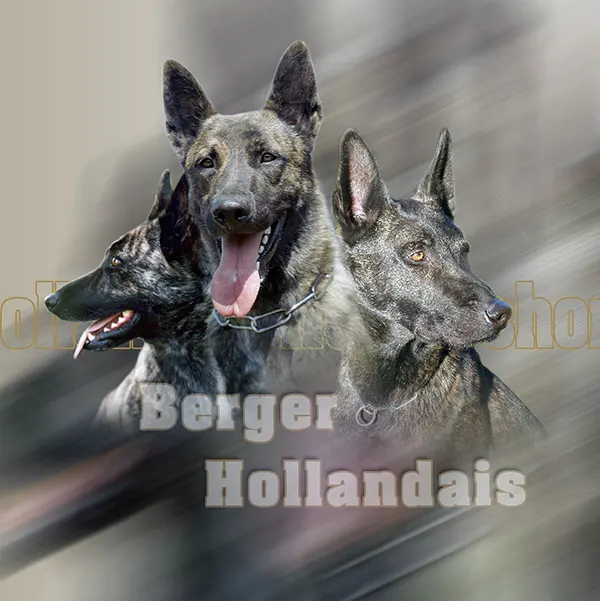 Dessin de berger hollandais, motif 223-01 pour plaque attention au chien