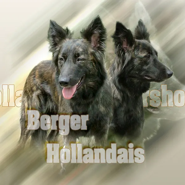 Dessin de berger hollandais poil long, motif 223-03 pour plaque attention au chien