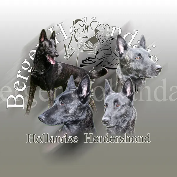 Dessin de berger hollandais poil court, motif 223-04 pour plaque attention au chien