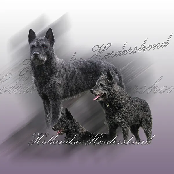 Dessin de berger hollandais poil dur, motif 223-05 pour plaque attention au chien