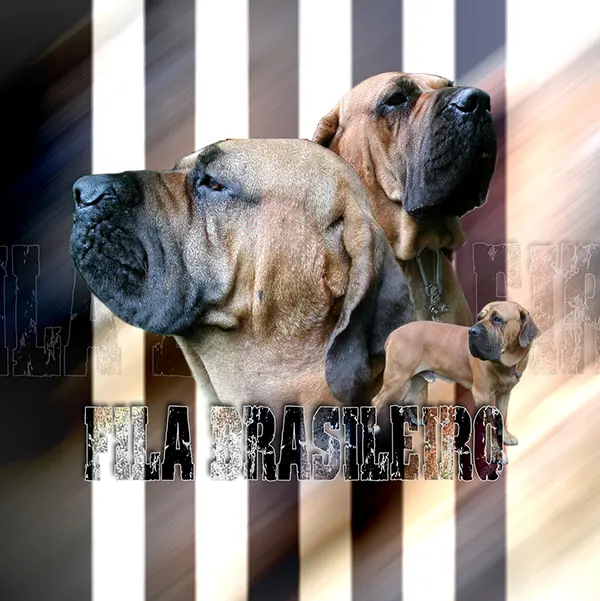Dessin de fila brasileiro, motif 225-01 pour plaque attention au chien