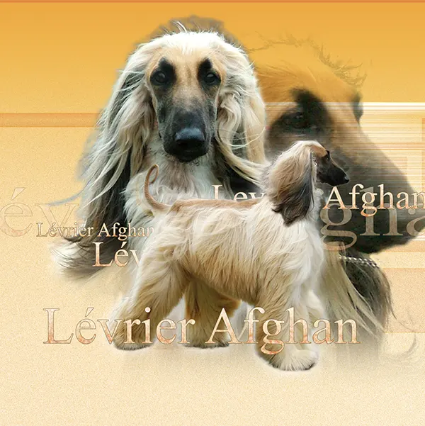 Dessin de lévrier afghan, motif 228-02 pour plaque attention au chien