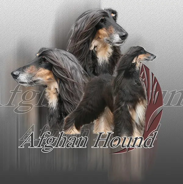 Dessin de lévrier afghan noir et feu, motif 228-03 pour plaque attention au chien