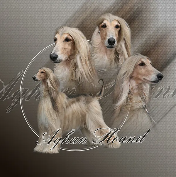 Dessin de lévrier afghan blond, motif 228-04 pour plaque attention au chien