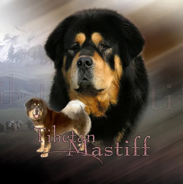 Dessin de tibetan mastiff, motif 230-02 pour plaque attention au chien