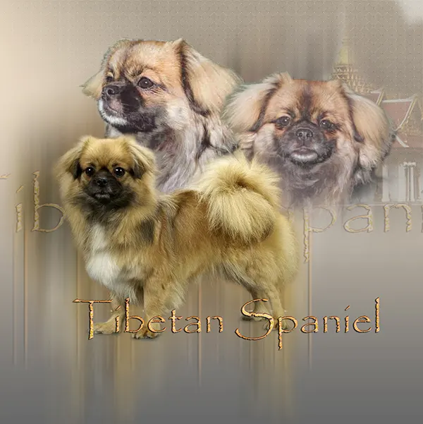 Dessin de épagneul tibétain, motif 231-01 pour plaque attention au chien