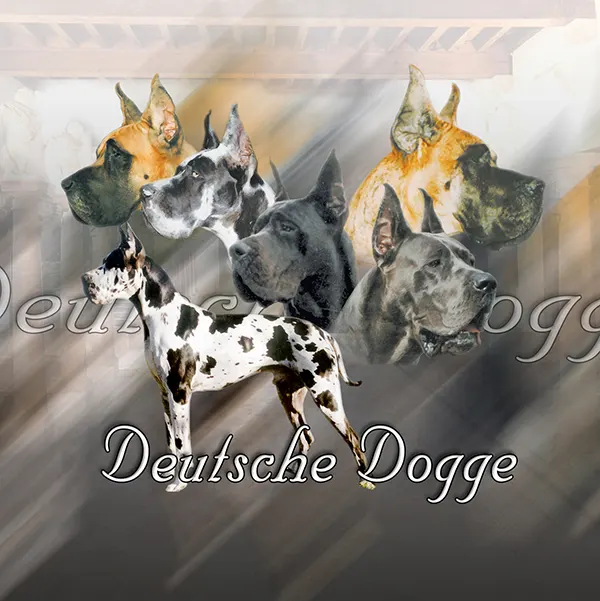Dessin de dogue allemand, motif 235-02 pour plaque attention au chien