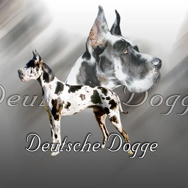 Dessin de chien danois, motif 235-04 pour plaque attention au chien
