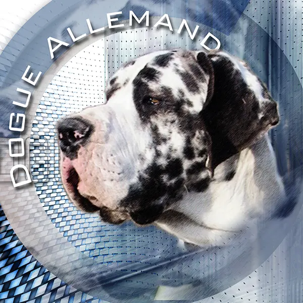 Dessin de dogue allemand arlequin, motif 235-12 pour plaque attention au chien