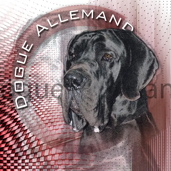 Dessin de dogue allemand noir, motif 235-13 pour plaque attention au chien