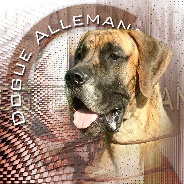 Dessin de dogue allemand brungé, motif 235-14 pour plaque attention au chien