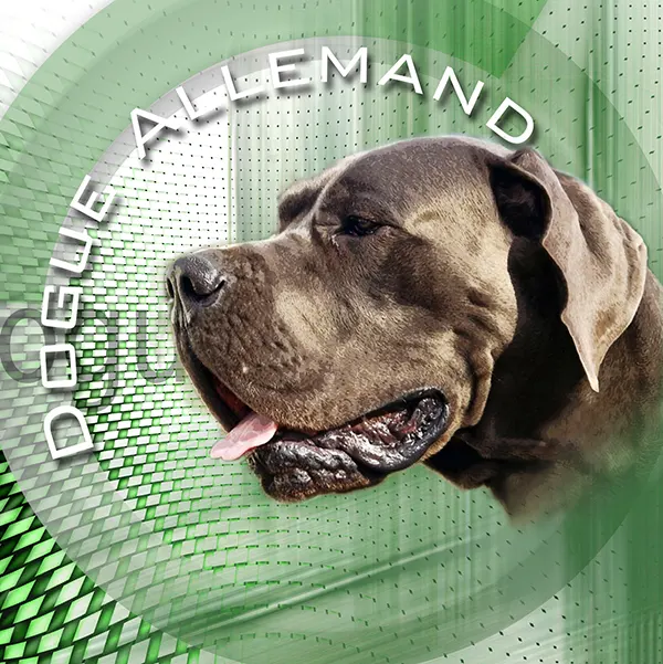 Dessin de dogue allemand bleu, motif 235-15 pour plaque attention au chien
