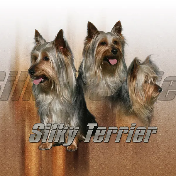 Dessin de terrier australien, motif 236-01 pour plaque attention au chien