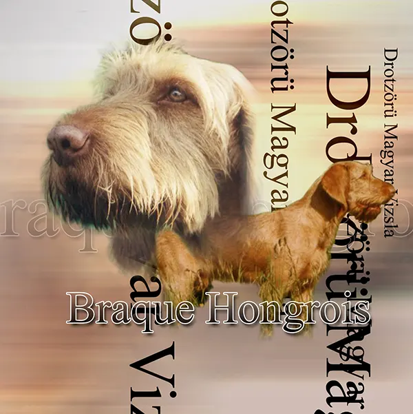 Dessin de vizla, motif 239-01 pour plaque attention au chien