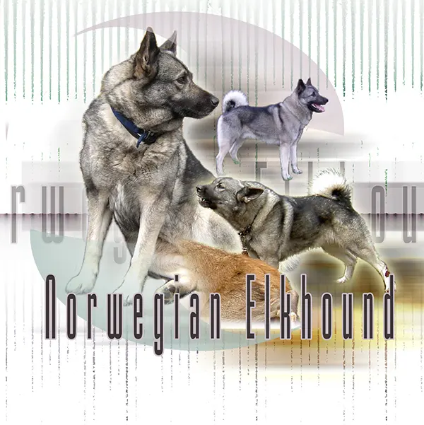 Dessin de chien d'élan norvégien, motif 242-01 pour plaque attention au chien