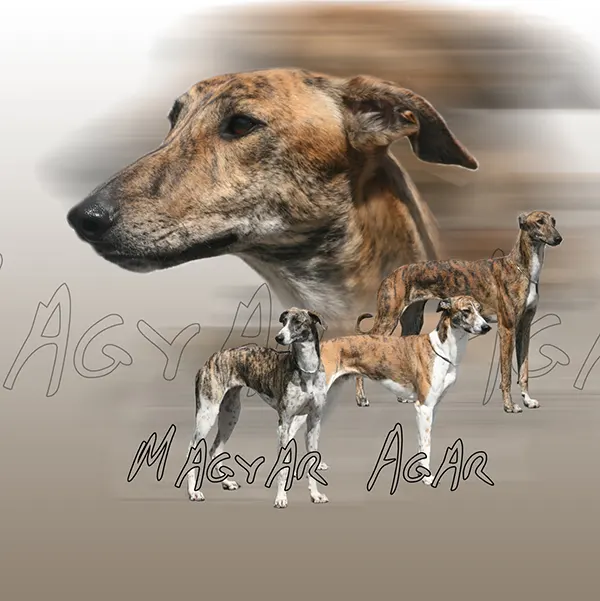 Dessin de Lévrier hongrois, motif 240-01 pour plaque attention au chien