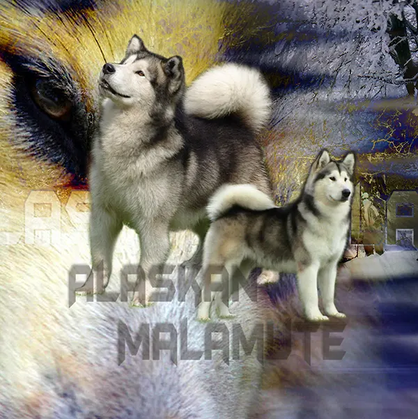 Dessin de malamute de l'alaska, motif 243-01 pour plaque attention au chien