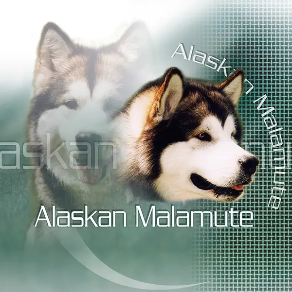 Dessin de chien malamute, motif 243-02 pour plaque attention au chien