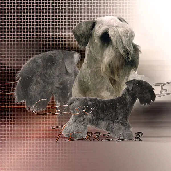 Dessin de terrier tchèque, motif 246-01 pour plaque attention au chien