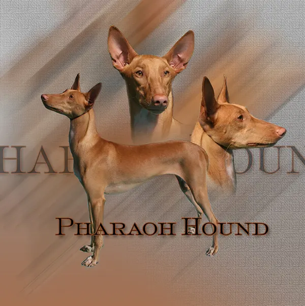 Dessin de chien du pharaon, motif 248-01 pour plaque attention au chien