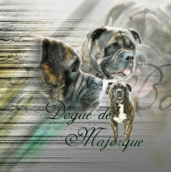 Dessin de Ca de Bou, motif 249-01 pour plaque attention au chien