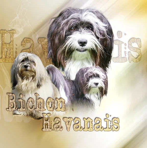 Dessin de bichon havanais, motif 250-01 pour plaque attention au chien