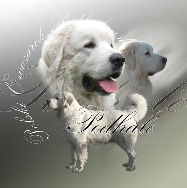 Dessin de berger des tatras, motif 252-02 pour plaque attention au chien
