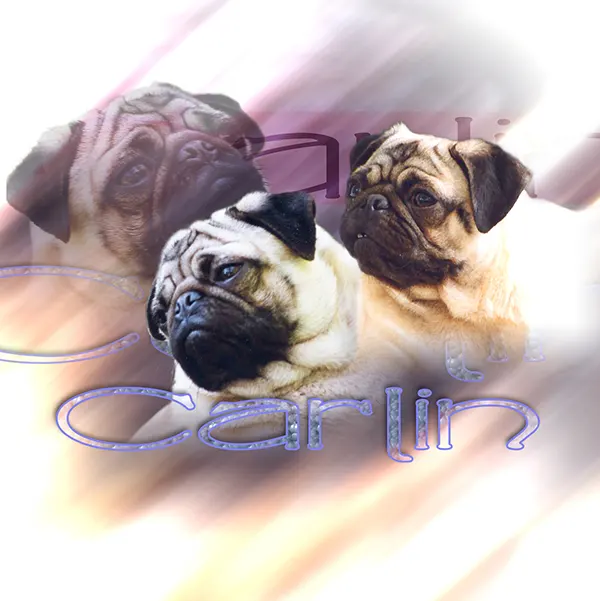Dessin de carlin, motif 253-02 pour plaque attention au chien