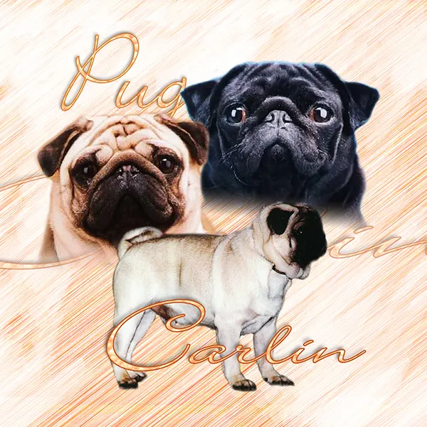 Dessin de pug, motif 253-04 pour plaque attention au chien