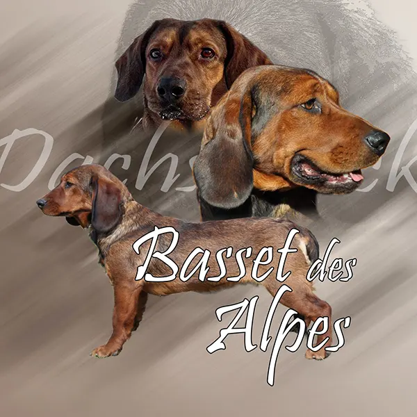 Dessin de basset des alpes, motif 254-01 pour plaque attention au chien