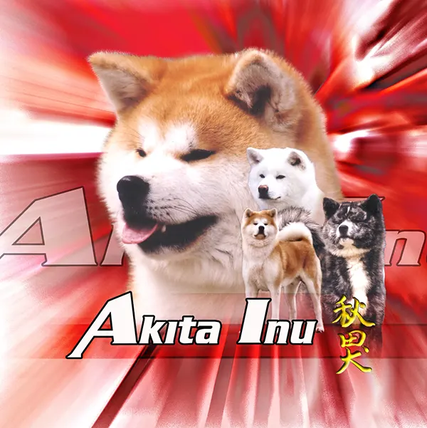 Dessin de akita inu, motif 255-01 pour plaque attention au chien