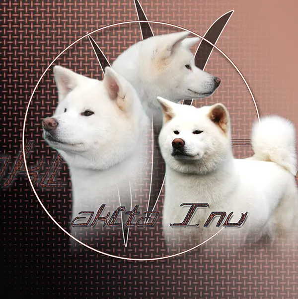 Dessin de akita inu blanc, motif 255-02 pour plaque attention au chien