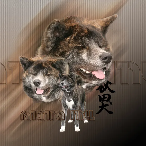 Dessin de akita inu brungé, motif 255-03 pour plaque attention au chien