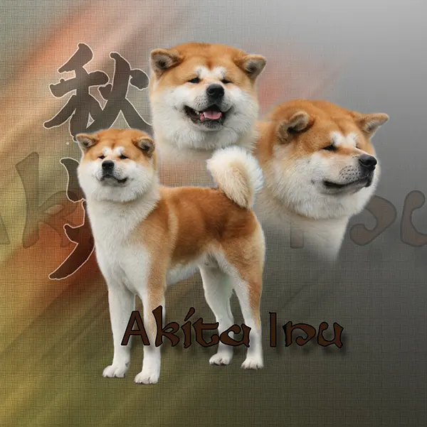 Dessin de akita inu fauve, motif 255-04 pour plaque attention au chien