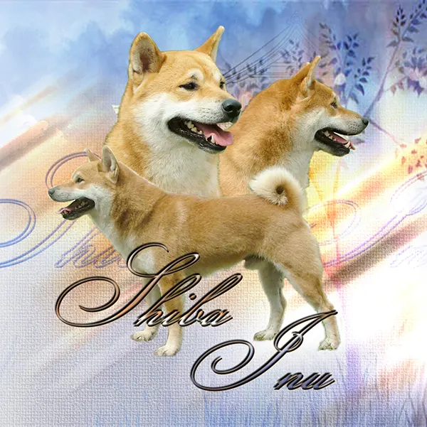 Dessin de shiba inu fauve, motif 257-01 pour plaque attention au chien