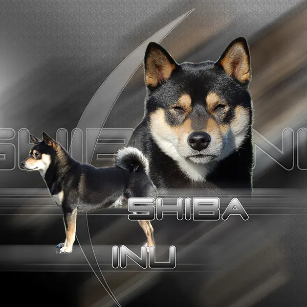 Dessin de shiba inu noir, motif 257-02 pour plaque attention au chien