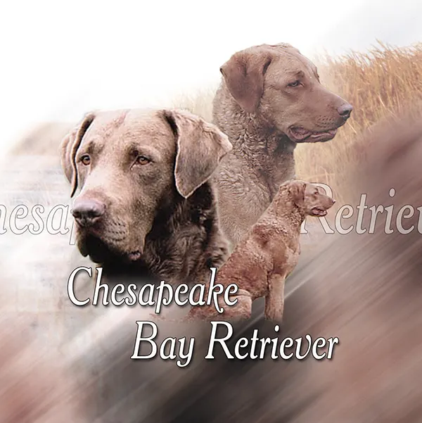 Dessin de Retriever de Chesapeake, motif 263-01 pour plaque attention au chien